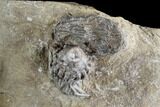 Crinoid Plate ( species) - Indiana #95203-9